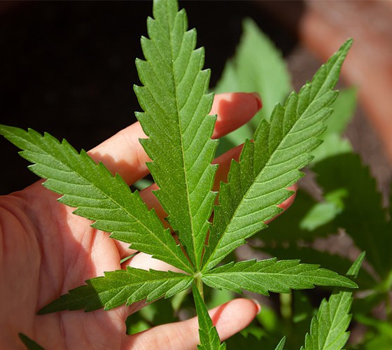充分利用我省药材主产区优势，以37000cm威尼斯种植资源和中药材规范化标准..